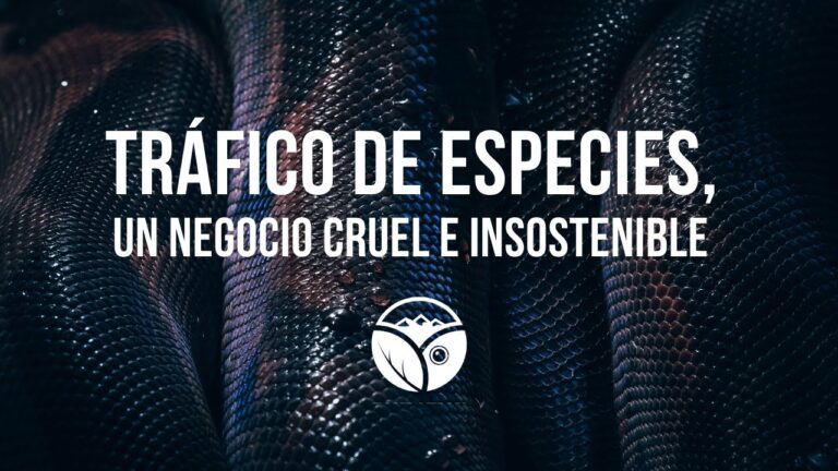 Protección Legal en Rescates Animales: Derechos y Responsabilidades