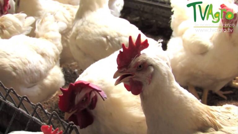 Mejorando el Bienestar de Aves Dom&eacute;sticas en Veterinaria