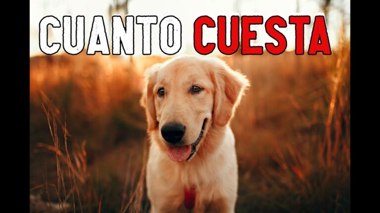 Bienestar Animal: Prioridad &Eacute;tica en la Veterinaria