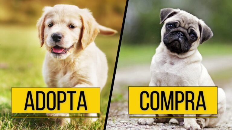 Gu&iacute;a para Elegir la Mascota Perfecta en un Refugio