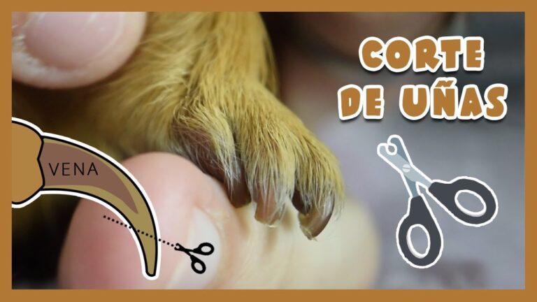 Herramientas Esenciales para la Higiene de Roedores