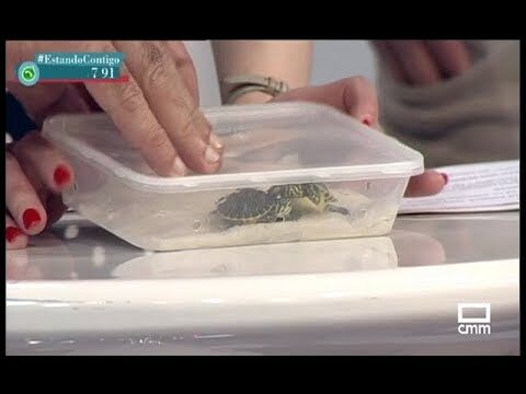 Cuidados Veterinarios Esenciales para Reptiles Dom&eacute;sticos