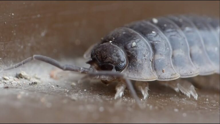 Cuidados Esenciales para Personas Al&eacute;rgicas a Peque&ntilde;os Mam&iacute;feros