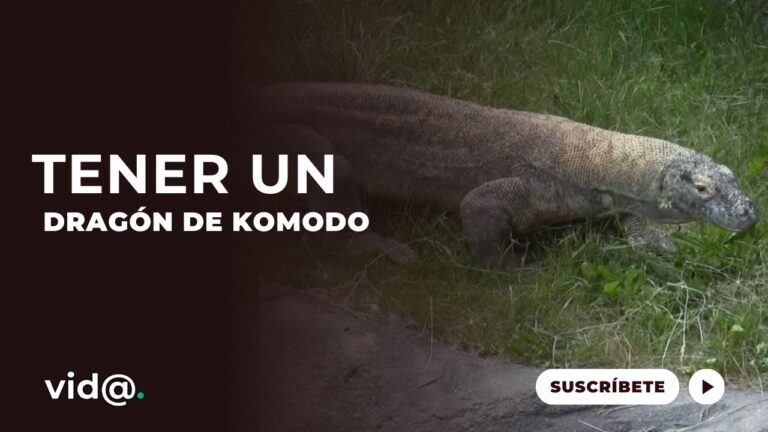 Gu&iacute;a Esencial para la Regulaci&oacute;n de Temperatura en Reptiles en Cautiverio