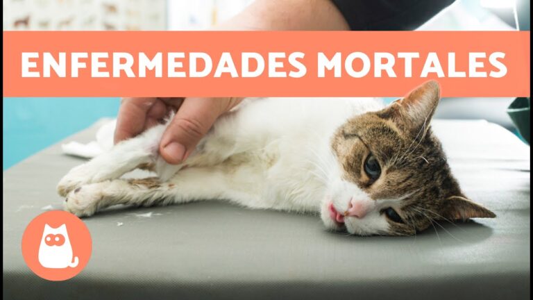 S&iacute;ndrome del Gato: Entendiendo una Enfermedad Com&uacute;n en Felinos