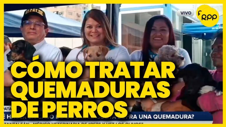 Identificaci&oacute;n y Acci&oacute;n ante Quemaduras en Mascotas