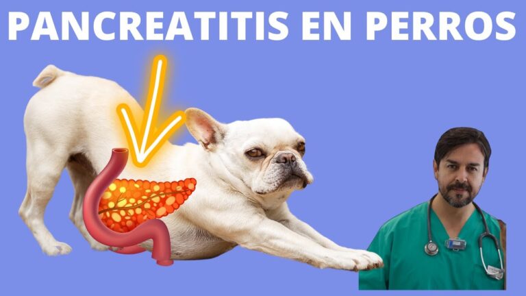 Pancreatitis en Perros: Gu&iacute;a Completa y Esencial