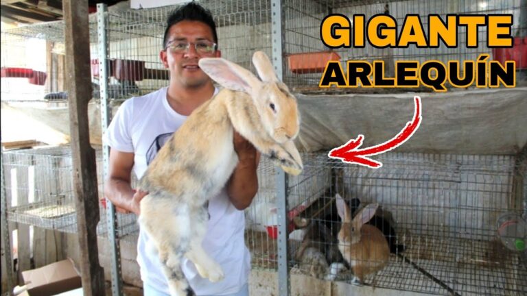 Razas de Conejos en Diversos Tonos