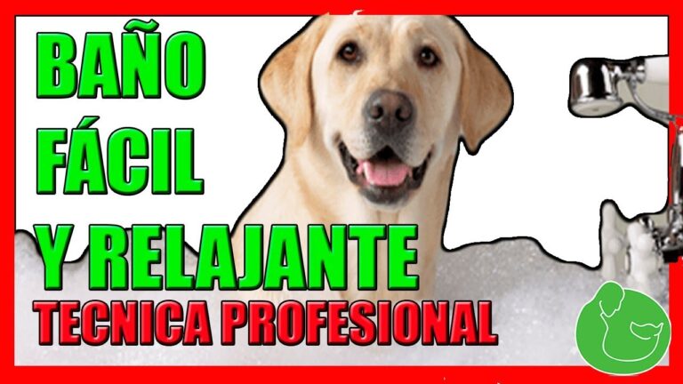 Técnicas Efectivas de Baño para el Cuidado de Mascotas