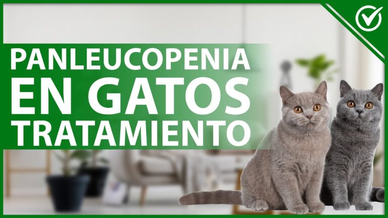 Panleucopenia Felina: Guía Esencial para Dueños de Gatos
