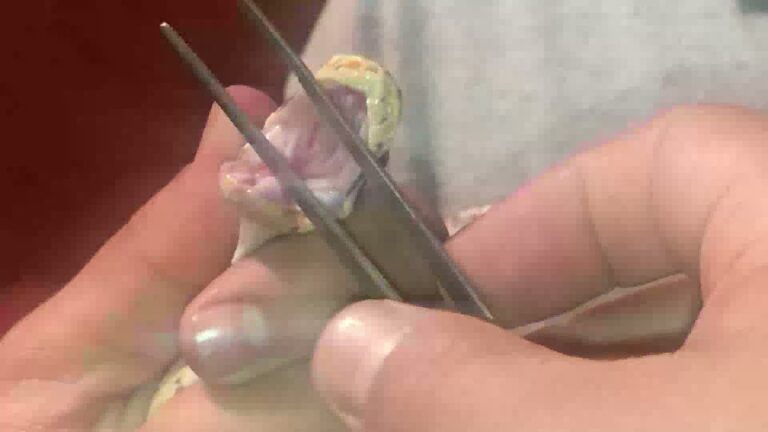 Gu&iacute;a Completa sobre la Desparasitaci&oacute;n de Reptiles como Mascotas