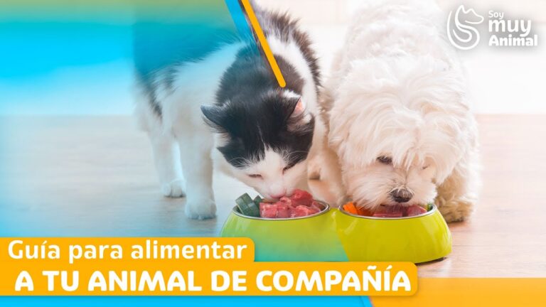 Consejos de Alimentaci&oacute;n para Mascotas en la Veterinaria