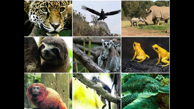 Reproducci&oacute;n Asistida: Clave para la Conservaci&oacute;n de Especies Amenazadas