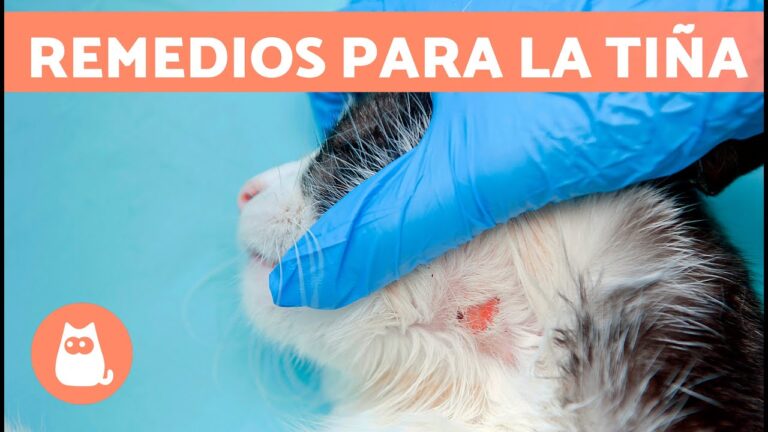 Tratamientos Naturales Efectivos para la Dermatitis en Gatos