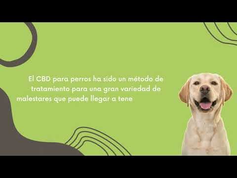 Mejora la Salud de tu Mascota con Productos Espec&iacute;ficos