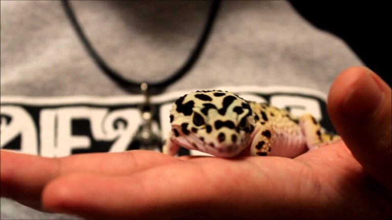 Consejos Esenciales para Proteger a Tus Reptiles
