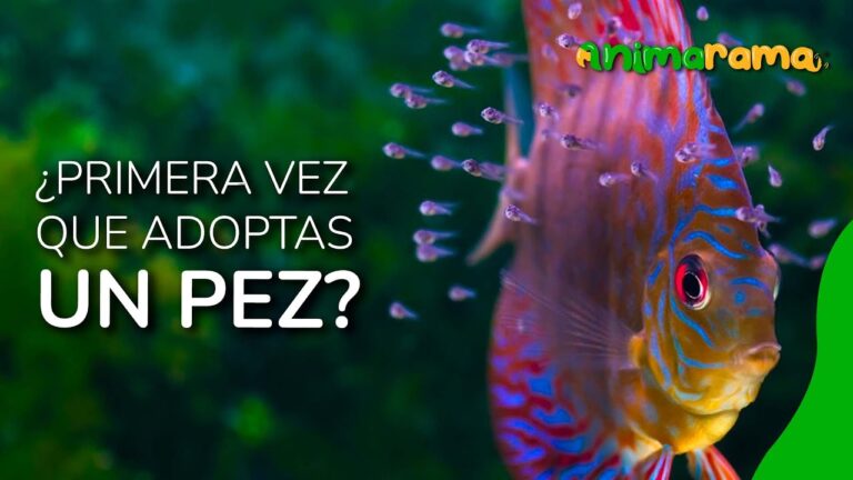 Cuidado de Peces y Prevenci&oacute;n de Estr&eacute;s en Veterinaria Acu&aacute;tica