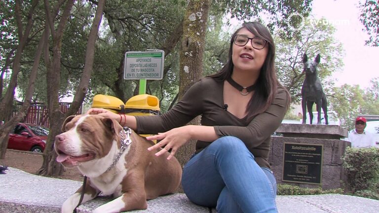 Impacto de la Obesidad en la Salud de las Mascotas