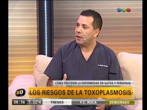 Riesgos de la Toxoplasmosis en Mascotas: Prevenci&oacute;n y Cuidados