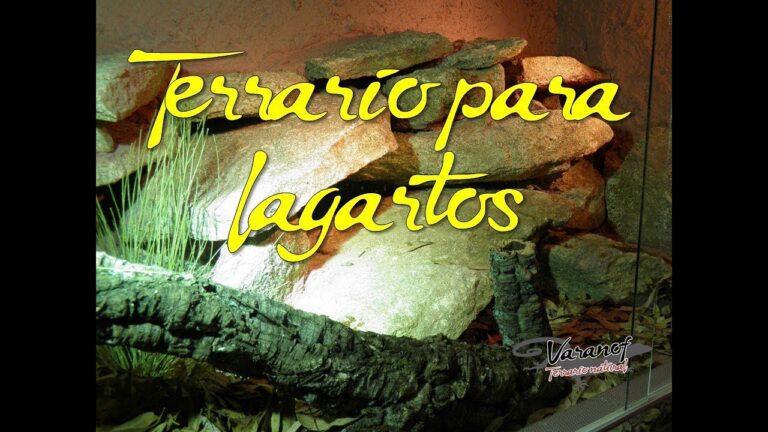 Ideas Creativas para la Decoraci&oacute;n de Terrarios de Reptiles en Casa