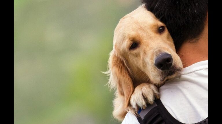 Consejos de Bienestar Veterinario para Prevenir el Abandono