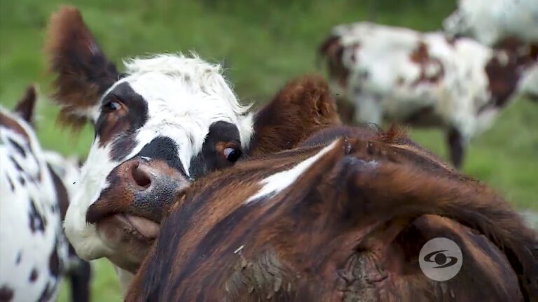 Gu&iacute;a de Desparasitaci&oacute;n Efectiva para Animales Dom&eacute;sticos