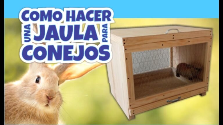 Consejos Esenciales para Construir Jaulas de Conejos