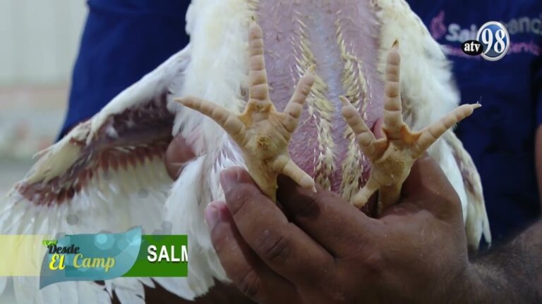 Vacunas Esenciales para Aves Dom&eacute;sticas