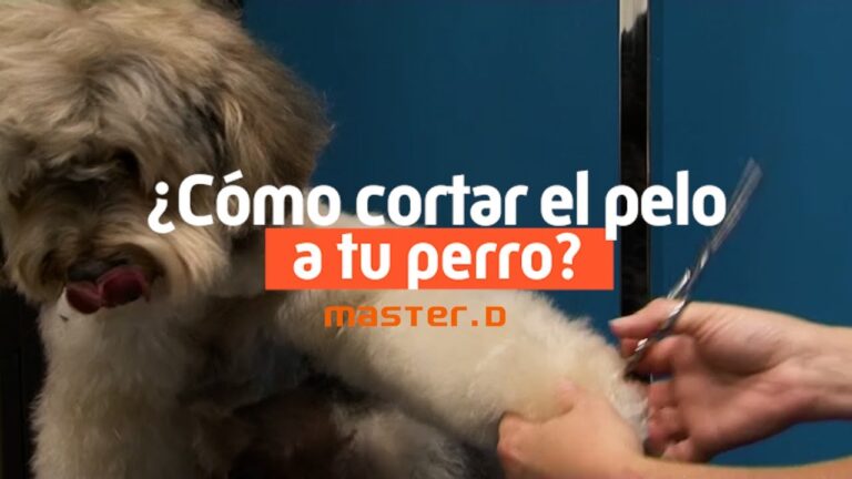 Técnicas Efectivas de Corte de Pelo para Mascotas