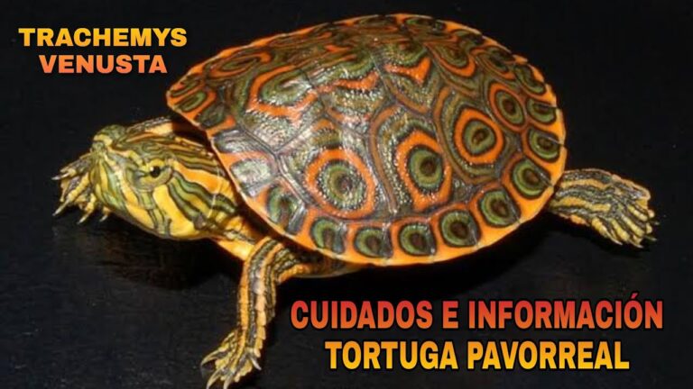 Reptiles en la Familia: Cuidados Esenciales y Recomendaciones