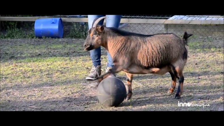 Innovaciones en Medicina Veterinaria para Animales de Granja
