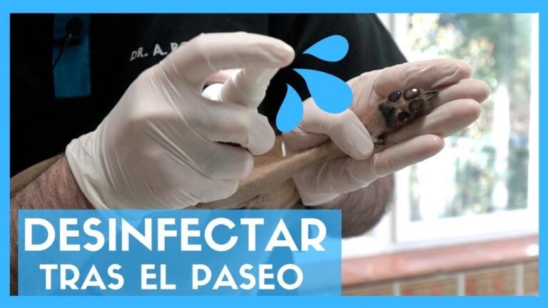Limpieza Eficaz en Hogares con Animales de Compa&ntilde;&iacute;a