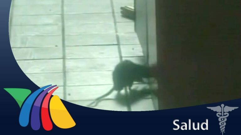 Avances en Investigaciones sobre el Asma en Roedores