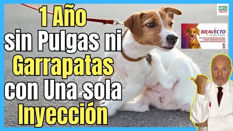 Cuida la Salud y Bienestar de tu Mascota: Antipulgas y Garrapatas