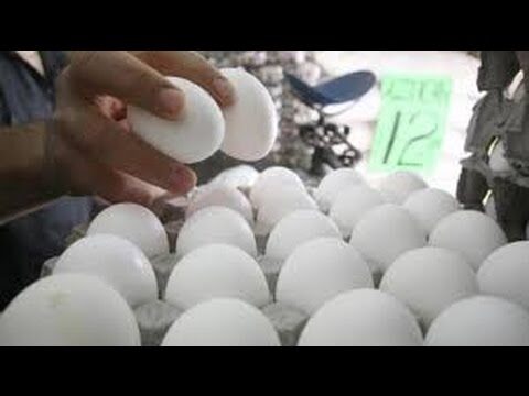 Impacto de los roedores en la salud de los animales de granja