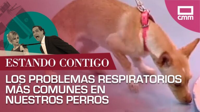 Causas Comunes de Problemas Respiratorios en Mascotas