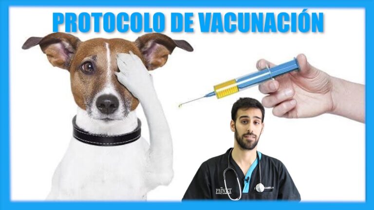 Protocolo de Vacunaci&oacute;n para Animales Ex&oacute;ticos
