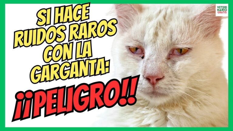 Diagn&oacute;stico Preciso para Mascotas Inusuales: Claves y Estrategias
