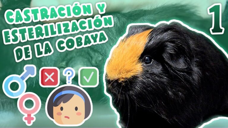 Cirug&iacute;as Recomendadas: Opiniones de Veterinarios Expertos