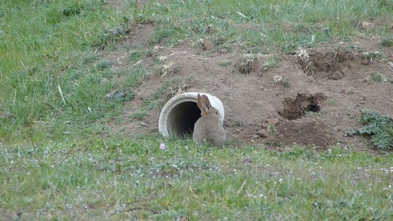 Explorando los Refugios Naturales de Conejos