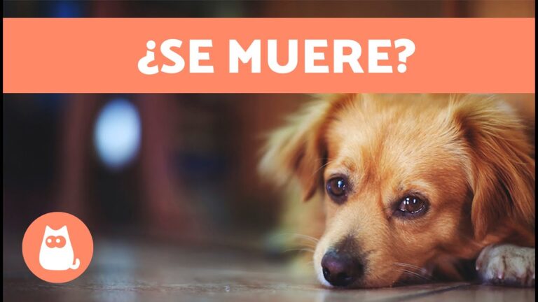 Signos de Alerta en Diarrea Severa en Mascotas