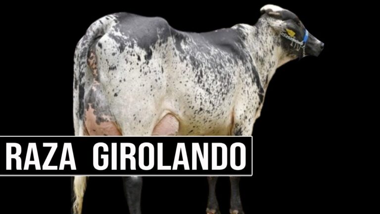 Prácticas Sostenibles en la Reproducción Animal: Hacia un Futuro Ecológico