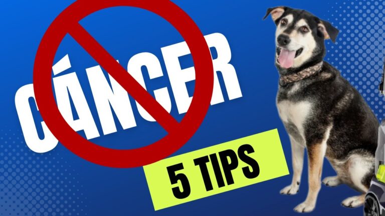 Vacunaci&oacute;n Adecuada: La Clave para la Salud de tu Mascota