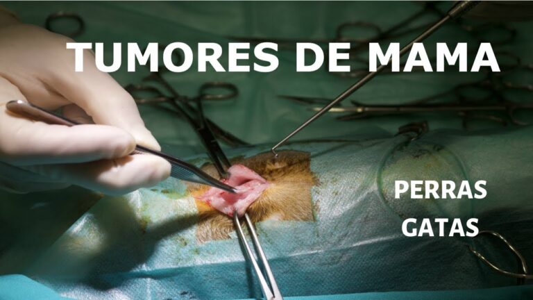 Rehabilitaci&oacute;n Efectiva Tras Cirug&iacute;a de Tumores Mamarios en Mascotas