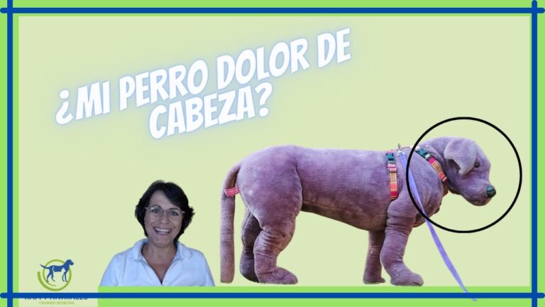 Homeopat&iacute;a Animal y Acupuntura: Un Enfoque Hol&iacute;stico para el Bienestar Mascotas