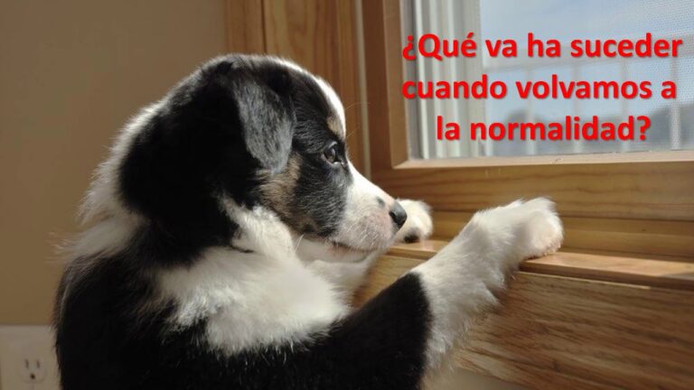 Adiestramiento Efectivo para Mascotas con Ansiedad por Separaci&oacute;n