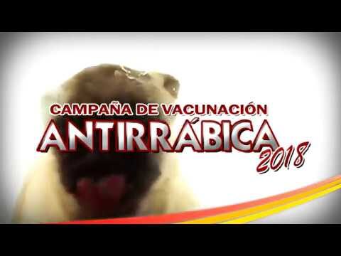 Vacunaci&oacute;n: Prevenci&oacute;n Esencial para Mascotas