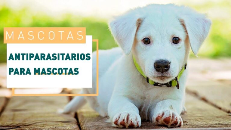 Eficacia de los Tratamientos Antiparasitarios en Animales