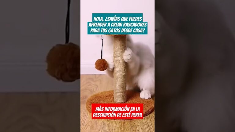 Accesorios Innovadores para el Entretenimiento y Salud de Mascotas