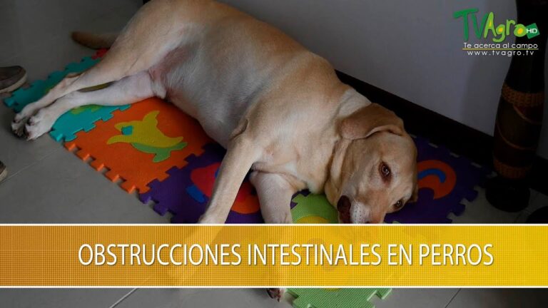 Procedimientos Quirúrgicos en el Sistema Gastrointestinal de Mascotas